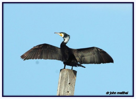 Greater Cormorant