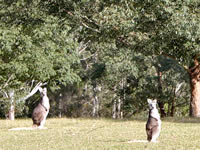 Kangaroo - Image courtesy http://www.canoeandkayakhirekangaroovalley.com.au/