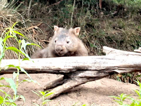 Wombat - Watchout for them on the road  - Image courtesy http://www.canoeandkayakhirekangaroovalley.com.au/