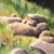 The little white flowers are made with white crayon before the grasses are painted in. The little white flowers are made with white crayon before the grasses are painted in.