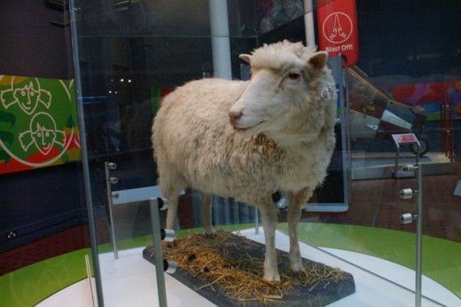Dolly the sheep, National Museums of Scotland, Edinburgh
