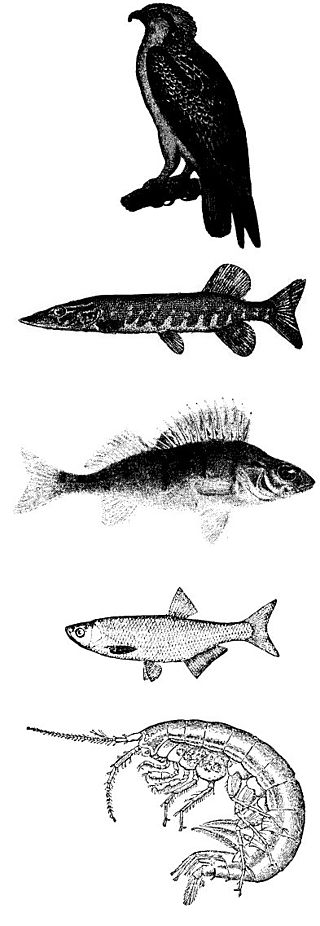 A food chain