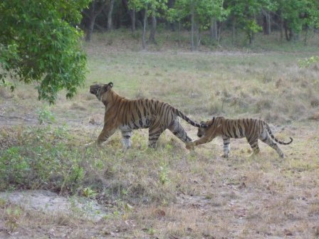 Male Tiger with Cub Photo 