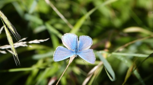 Common Blue Male