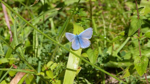 Common Blue Male