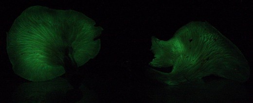A bioluminescent mushroom glowing.