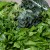 Leaves and Green vegetables Leaves and Green vegetables