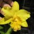 This lovely yellow orchid reminds me of a daffodil every time I see it. Isn't it lovely?