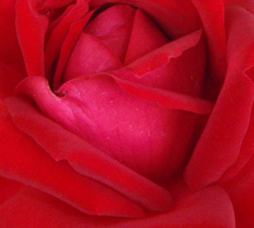 red rose closeup
