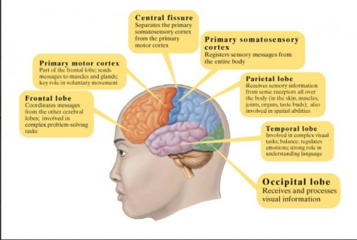Hemispheric Specialization Biology Diagrams
