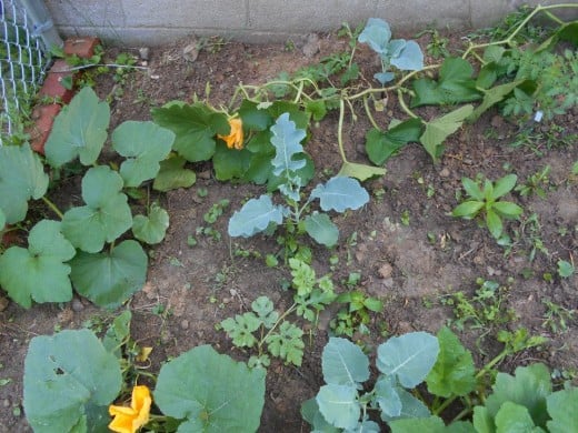 Pumpkins, Watermelon, and Broccoli plants.