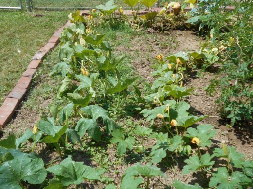 Expanded garden to give the pumpkin vines more room to grow.