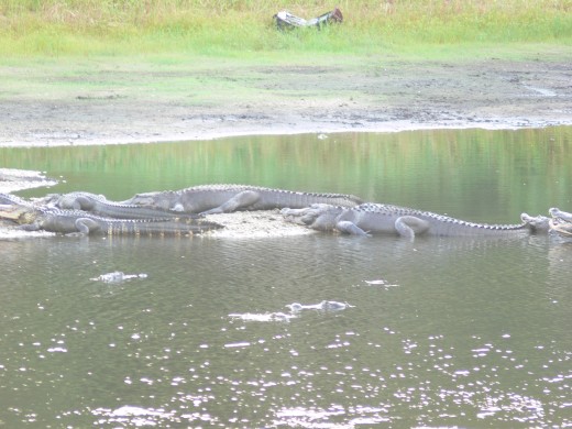 It's rare that anyone gets attacked by an alligator, but that doesn't mean that you shouldn't be caustious. I  took this picture at Mayaca River, which is very close to Peace River. 