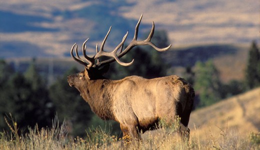 Picture of a living male elk makes a better trophy.