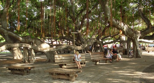 Lahaina's Banyan Tree: Maui, HI