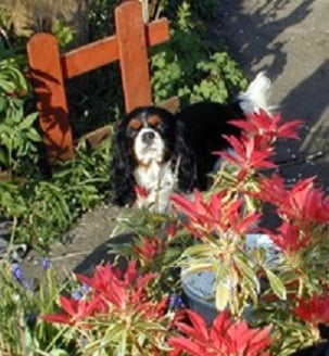 My Cavalier King Charles spaniel, Henry, in our new garden standing behind a potted shrub, back in 1999. 