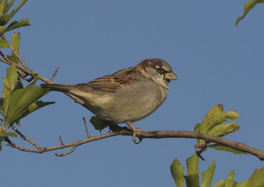 Male House Sparrow, Fall Plumage 