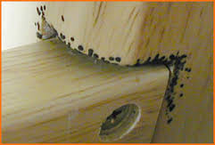 Bed bugs found along the post and railing of beds.