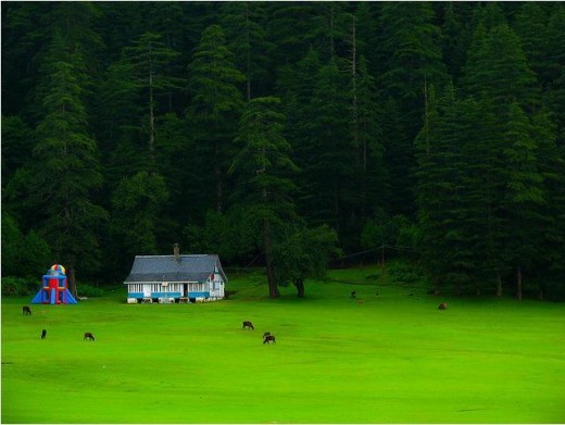 Pasture in Khajjiar