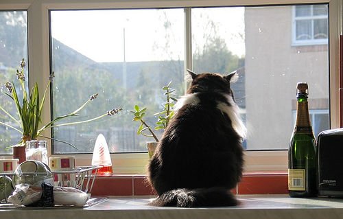 Cats like a view of the outside