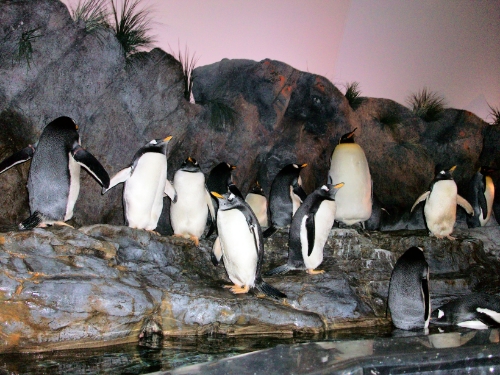 Penguin House, St. Louis, Missouri Zoo