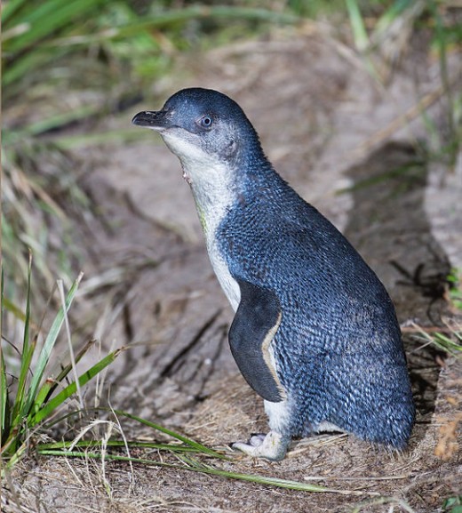 Little Penguin. Bruny Island, Tasmania, Australia