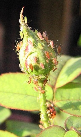 Aphids on a rose bud