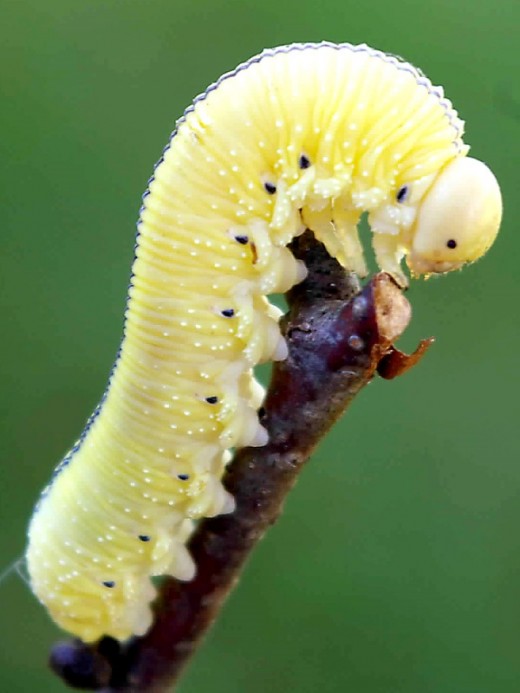 Caterpillars are arthropods.