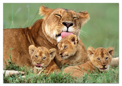 The Lioness with her three cubs...this is how my Mom was!! 