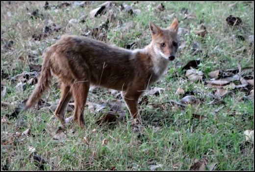 Indian Jackal