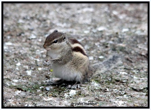 Five Striped Palm Squirrel 