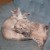 Alissandra is a Lynx Point Siamese, a breed known for the tabby points on a their Siamese face. Connie is just a regular gray tabby.