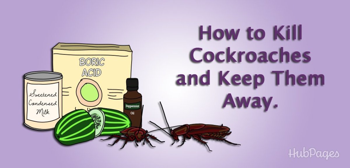 Kill Cockroach Eggs Dengarden