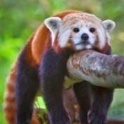 Oskar Panda profile image