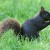 A Sciuridae Squirrel eats a fruit in Manyara National Park, Tanzania A Sciuridae Squirrel eats a fruit in Manyara National Park, Tanzania