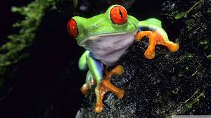 Notice the Red Eyed Tree Frogs distinctive red eyes in the photo above. 