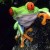 Notice the Red Eyed Tree Frogs distinctive red eyes in the photo above. 