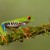 While your not going to cuddle a red eyed tree frog they do make great display pets to set and watch. 