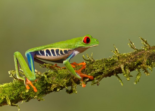While your not going to cuddle a red eyed tree frog they do make great display pets to set and watch. 