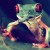 Here we have a red eyed tree frog eating a cricket. You need to feed them small crickets. 