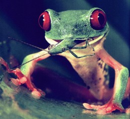 Red Eyed Tree Frog Eating Crickets