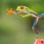 Here we have a red eyed tree frog jumping through the air. 