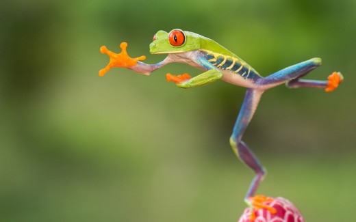 Here we have a red eyed tree frog jumping through the air. 