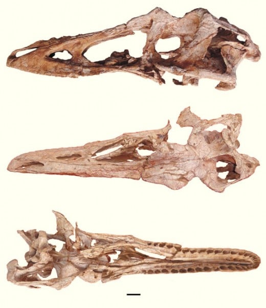 Skull fragments of Qianzhousaurus.