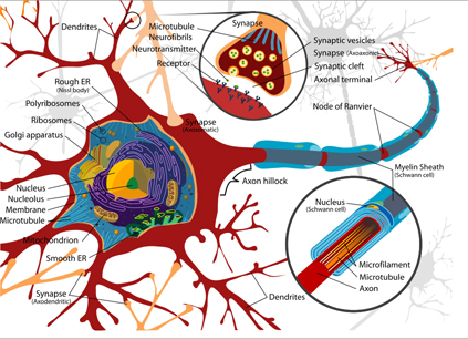 Neuroplasticity explained