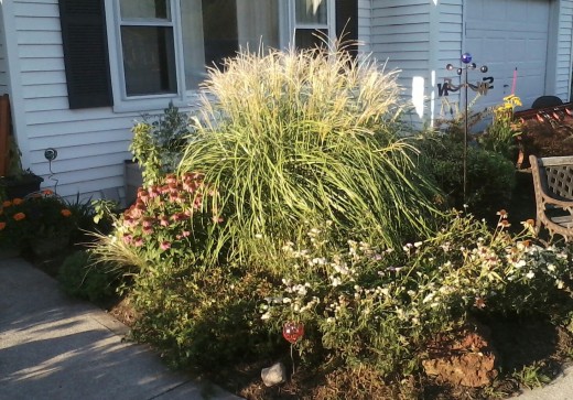 Graceful and dramatic, Maiden Grass is also low maintenance.