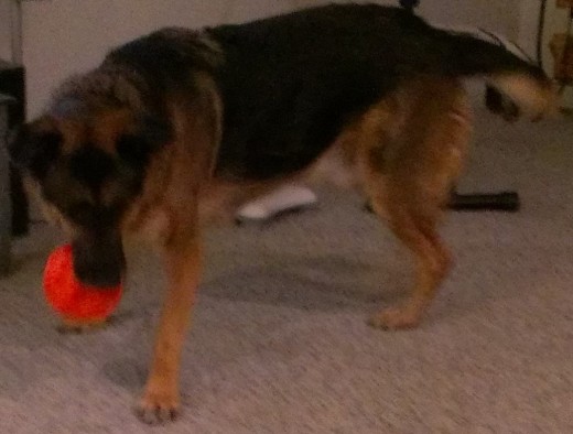 Rusty carries his Tricky Treat Ball, tail wagging (photo a little blurry due to the fact that he wouldn't stand still!)