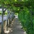 A shady walk under a pergola