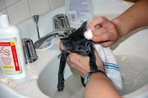 Kitty's First Bath.