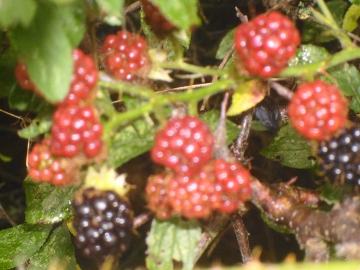 Mmm Blackberries!!